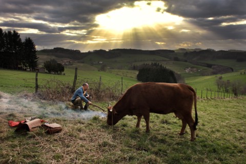La Vache