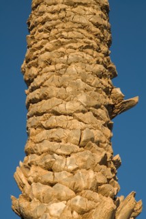 Tronc d'un palmier, gros plan