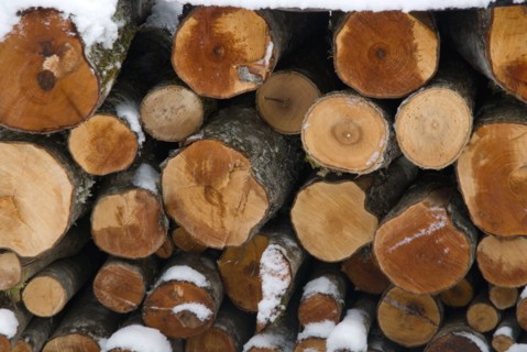 Rondins de bois