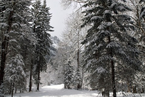Paysage de montagne
