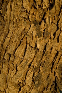 Palm tree closeup