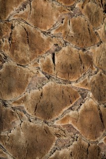 Palm tree closeup