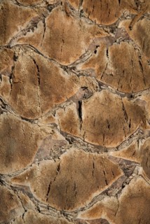 Palm tree closeup