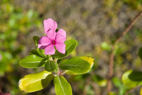 Flower, close up