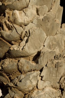 Palm tree closeup