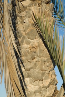 Palm tree closeup