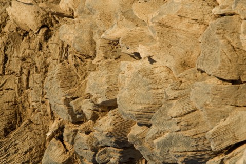 Palm tree closeup
