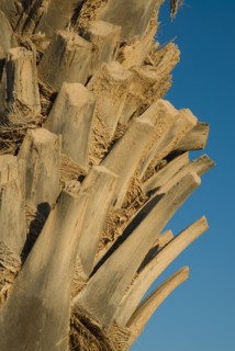 Palm tree closeup