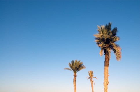 Palm trees, Tunisia
