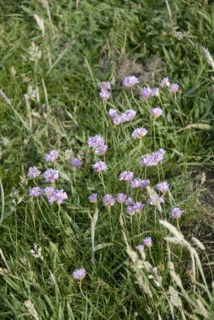 Fleurs