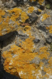 Lichen sur un rocher