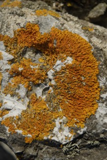 Lichen sur un rocher