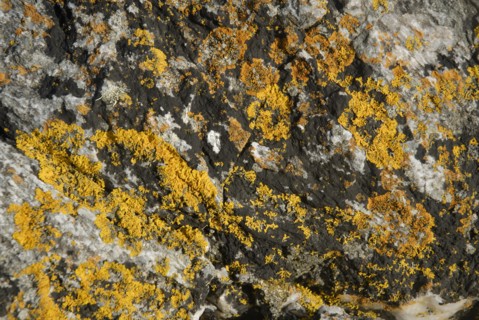 Lichen on a rock, Belle-Île-en-Mer, France