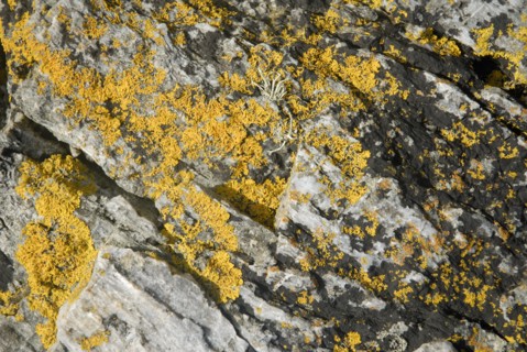 Lichen on a rock, Belle-Île-en-Mer, France