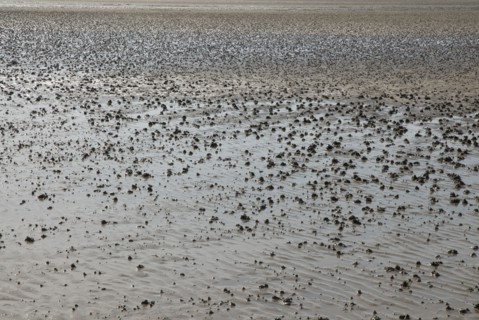 Plage à marée basse à Ronce le Bains