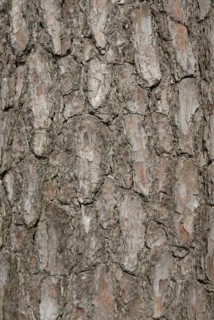 Tree bark from the Forêt de Coubre, France, 2008