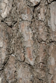 Tree bark from the Forêt de Coubre, France, 2008