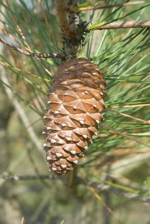 Pine cone, closeup