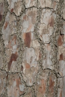 Tree bark from the Forêt de Coubre, France, 2008
