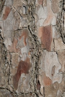 Tree bark from the Forêt de Coubre, France, 2008