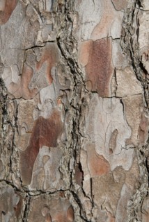 Tree bark from the Forêt de Coubre, France, 2008