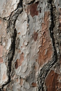 Tree bark from the Forêt de Coubre, France, 2008