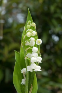 Blade of lily of the valley
