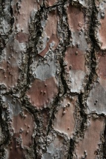 Tree bark from the Forêt de Coubre, France, 2008