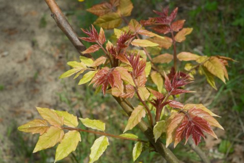 Shrub in a forest of Ronce le Bains, 2008