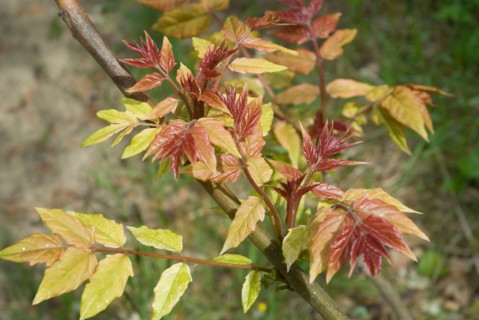 Shrub in a forest of Ronce le Bains, 2008