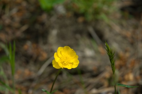 Buttercup, closeup
