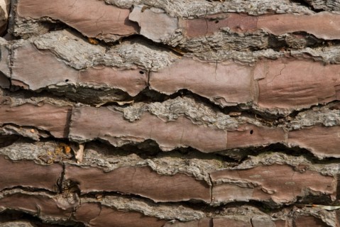Tree bark from the Forêt de Coubre, France, 2008