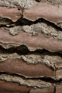 Tree bark from the Forêt de Coubre, France, 2008