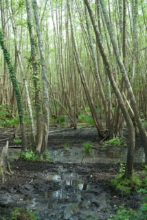 Marécages de la forêt de Coubre à Ronce le Bains, 2008