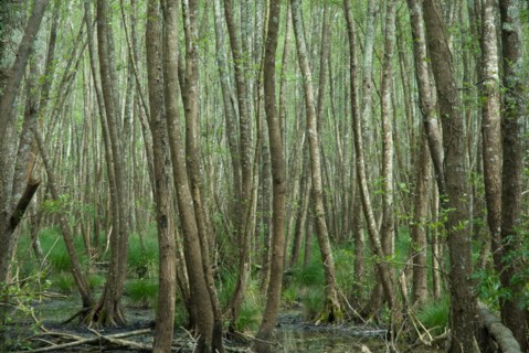 Swamp in the Foret de Coubre, France
