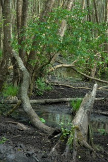 Marécages de la forêt de Coubre à Ronce le Bains, 2008