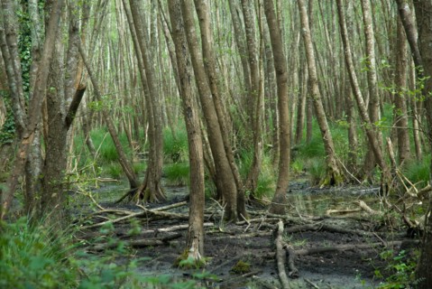Marécages de la forêt de Coubre à Ronce le Bains, 2008