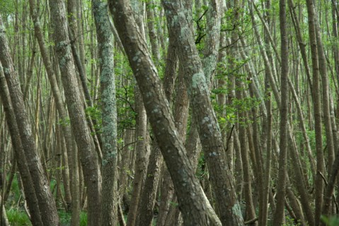 Marécages de la forêt de Coubre à Ronce le Bains, 2008