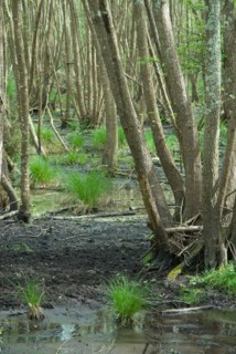 Marécages de la forêt de Coubre à Ronce le Bains, 2008