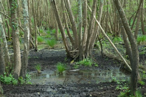 Marécages de la forêt de Coubre à Ronce le Bains, 2008