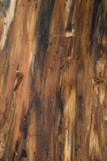 Tree bark from the Forêt de Coubre, France, 2008