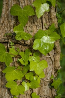 Ivy on a tree in a forest of Ronce le Bains, 2008
