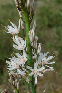 Flowers from the Foret de Coubre in Ronce le Bains