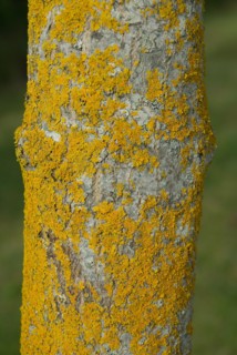 Tree bark from the Forêt de Coubre, France, 2008