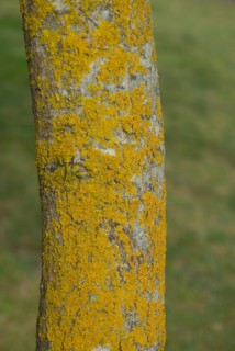 Tree bark from the Forêt de Coubre, France, 2008