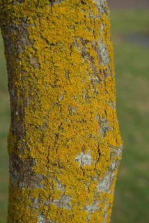 Tree bark from the Forêt de Coubre, France, 2008