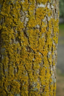 Tree bark from the Forêt de Coubre, France, 2008