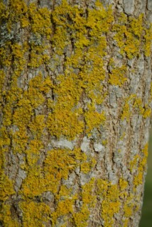Tree bark from the Forêt de Coubre, France, 2008