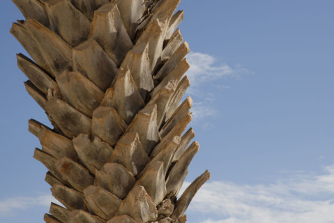 2008, palmier, tronc,Tunisie