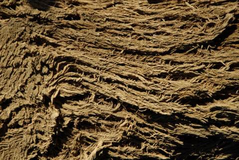 2008, tronc de palmiers, Tunisie